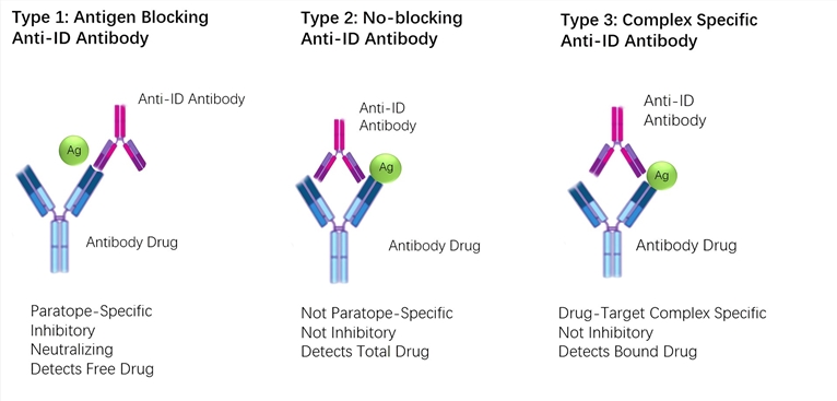 Types of anti-biotherapeutic antibody.